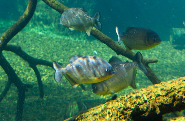Reprodução de piranhas no Bioparque Pantanal reforça bem-estar animal e conservação