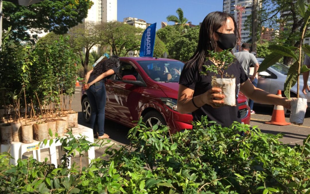 Dia da Árvore: Campo Grande celebra data como referência mundial em preservação das florestas urbanas