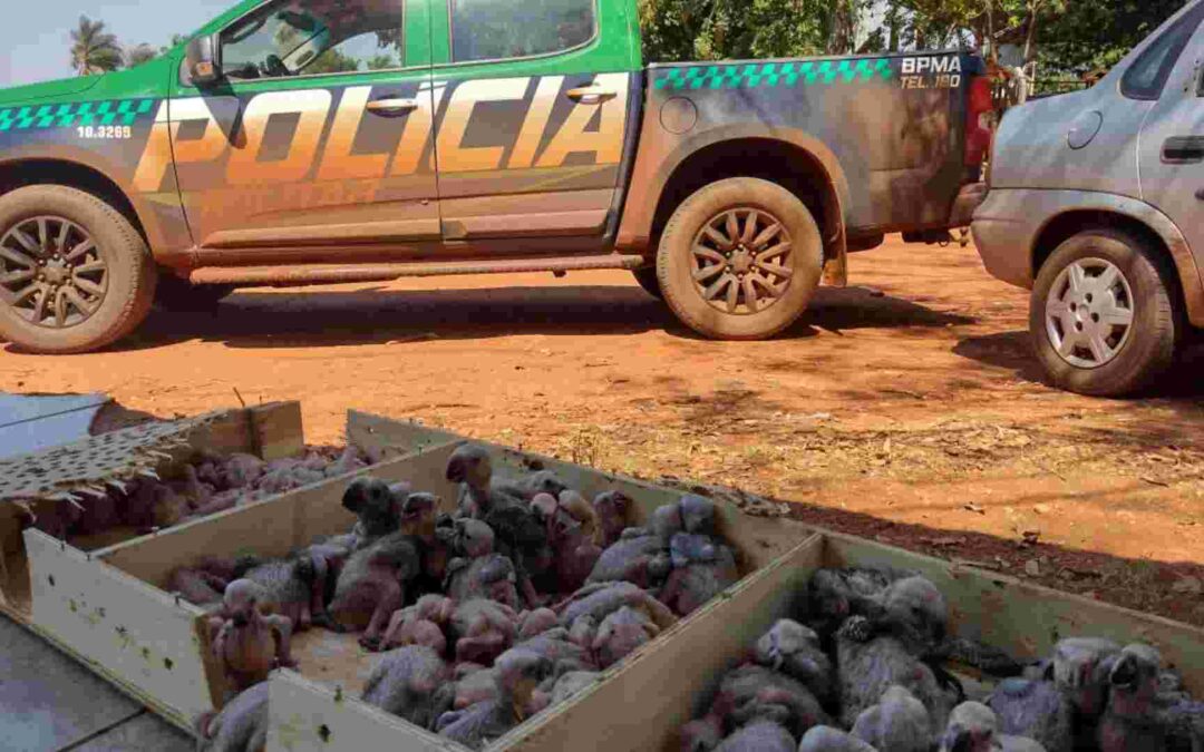 Traficantes de animais silvestres são presos com 79 filhotes de papagaios em Nova Andradina