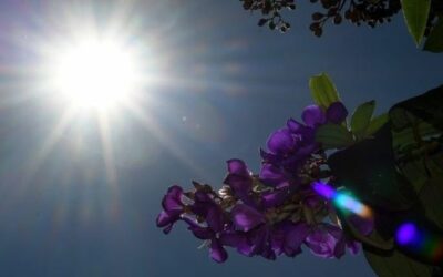 Alerta: MS tem previsão de altas temperaturas e baixa umidade durante a semana