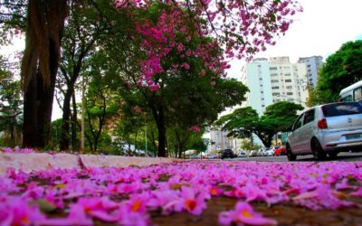 MS, 46 anos: Legislativo reconfigurou o Estado com criação de 30% dos municípios