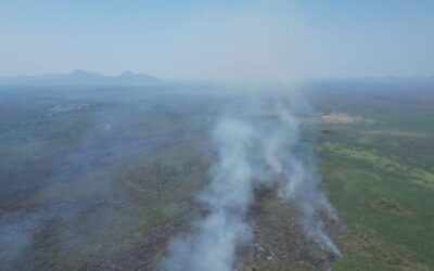 Apoiado pelo Fundect, projeto em MS busca alternativa para evitar incêndios no Pantanal