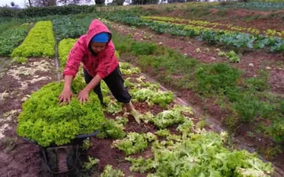 Agricultores familiares, indígenas e quilombolas de MS têm um mês para garantir recursos do PAA