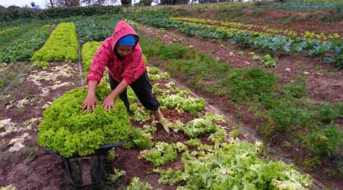 Agricultores familiares, indígenas e quilombolas de MS têm um mês para garantir recursos do PAA
