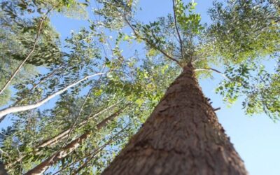 Celulose e agronegócio devem ditar perspectivas econômicas de MS no período de 2025 a 2033