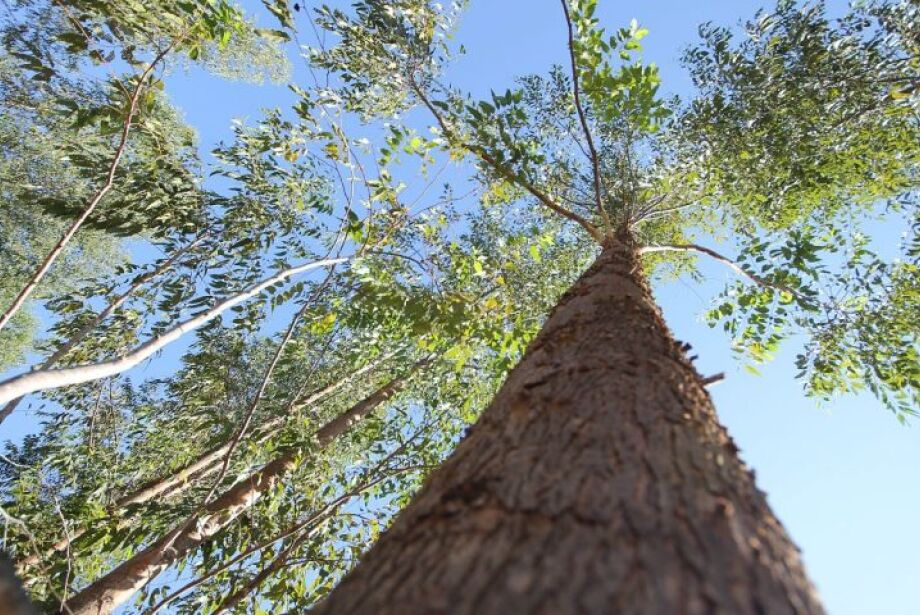 Celulose e agronegócio devem ditar perspectivas econômicas de MS no período de 2025 a 2033