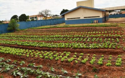 Inauguração da horta no Cras Vida Nova marca Dia Internacional para a Erradicação da Pobreza