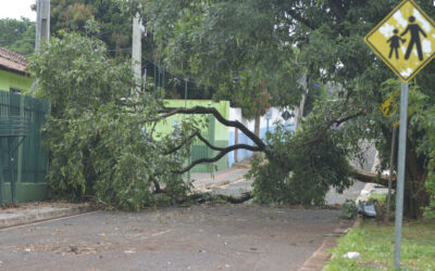 Tempestade causa queda de árvores e destelhamentos na Capital