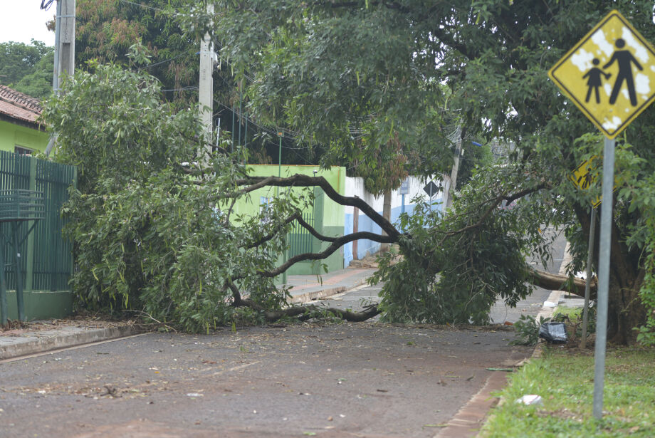 Tempestade causa queda de árvores e destelhamentos na Capital