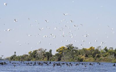 Lei do Pantanal: proposta entregue prevê ampliar proteção e reduzir desmatamento