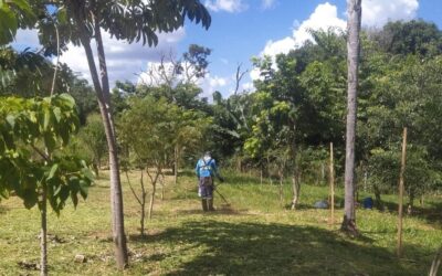 Destaque no Centro-Oeste em desenvolvimento sustentável, Campo Grande mantém 17 mil metros quadrados de reflorestamento
