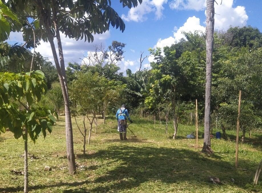 Destaque no Centro-Oeste em desenvolvimento sustentável, Campo Grande mantém 17 mil metros quadrados de reflorestamento