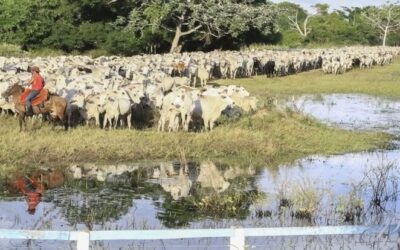 Com prorrogação do prazo, atualização cadastral de rebanhos segue até final de dezembro