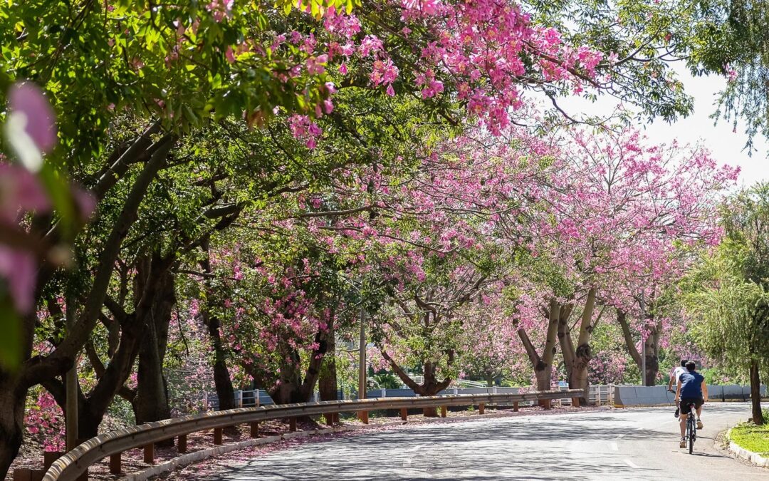 Com apoio do BID, Prefeitura inicia estudo para Plano Municipal de Descarbonização