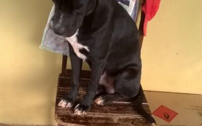 Subea destaca as vantagens de adotar um animal adulto