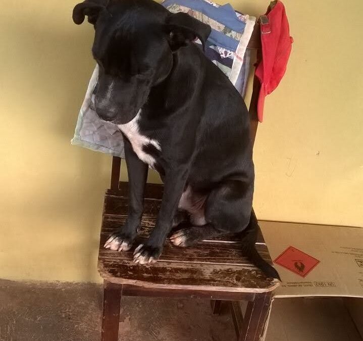 Subea destaca as vantagens de adotar um animal adulto