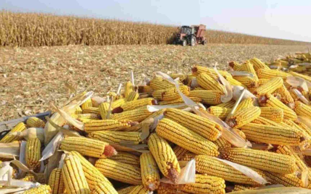 Produção cresce 80% e Mato Grosso do Sul produz 14 milhões de toneladas de milho