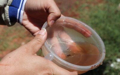 Com aumento das chuvas, Secretaria de Saúde reforça alerta para cuidados com Aedes