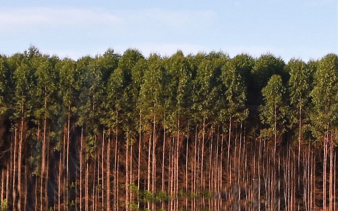 Campo Grande se destaca na produção de florestas de celulose