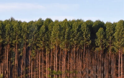 Campo Grande se destaca na produção de florestas de celulose