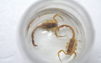 Escorpiões mudam hábitos e se adaptam à área urbana de Campo Grande