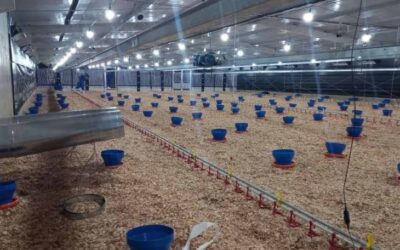 Frango Vida: incentivo a avicultura de MS garante mais de R$ 35 milhões aos produtores e ânimo ao setor