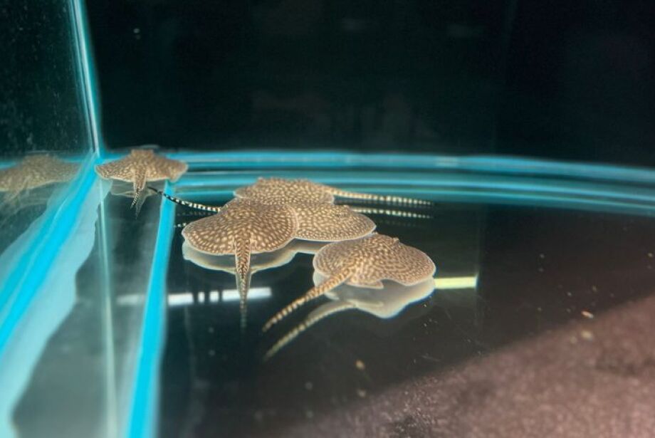 Arraia Jussara dá à luz a 14 filhotes, os primeiros ‘bebês’ de 2024 no Bioparque Pantanal
