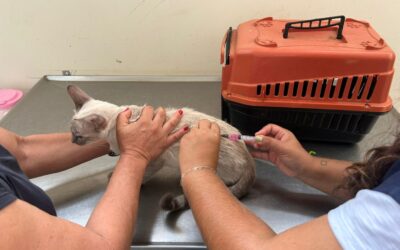 Subea destaca a importância de manter a vacinação dos pets em dia