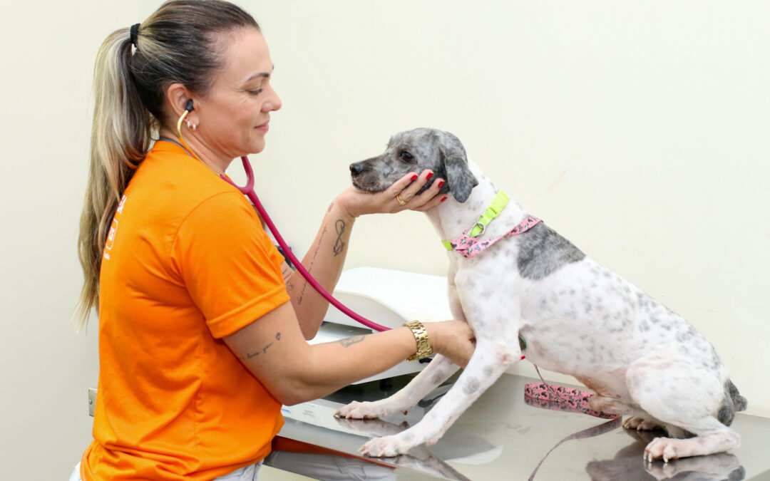 Malformação no sistema reprodutor de cães e gatos machos pode causar doença grave, alerta Subea