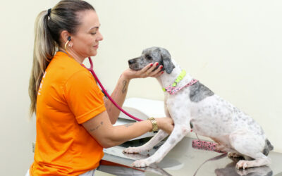 Malformação no sistema reprodutor de cães e gatos machos pode causar doença grave, alerta Subea