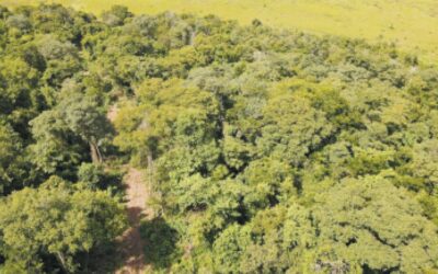 Agro tenta reduzir obrigações e ser remunerado em plano de adaptação às mudanças climáticas
