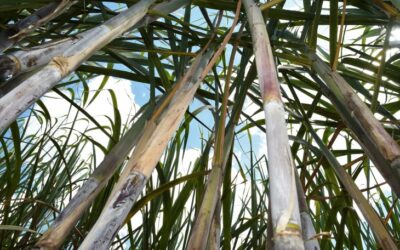 Força do agro: com apoio do Governo do Estado, MS bate recorde na produção de cana com 50,5 milhões de toneladas