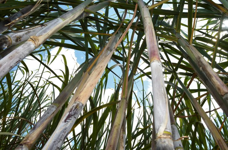 Força do agro: com apoio do Governo do Estado, MS bate recorde na produção de cana com 50,5 milhões de toneladas