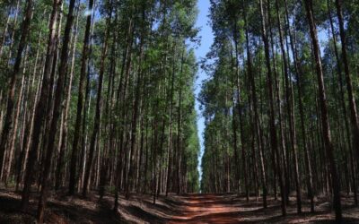 Governo de MS vai à Bruxelas tratar das implicações de novas leis da União Europeia sobre exportações do agronegócio