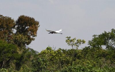 Com início do outono, estiagem ganha força e mantém alerta de incêndios florestais no Pantanal