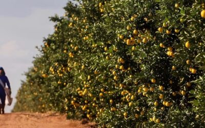 Governo de MS fomenta diversificação da produção local e atrai investimento de citricultura ao Estado