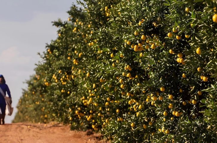 Governo de MS fomenta diversificação da produção local e atrai investimento de citricultura ao Estado