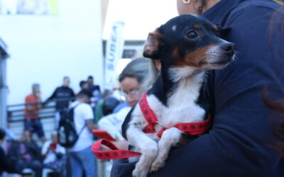 Serviços veterinários oferecidos pela Prefeitura salvam animais e dão alívio a tutores que não teriam condições financeiras para custear procedimentos