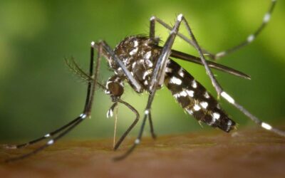 Primeiro trimestre de 2024 tem queda de 59,5% nos casos de dengue em MS