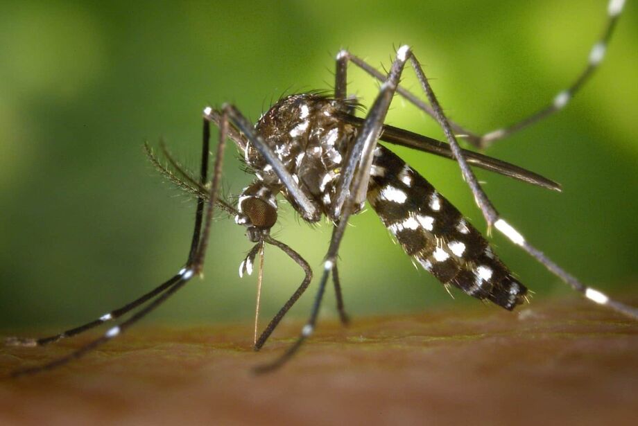 Primeiro trimestre de 2024 tem queda de 59,5% nos casos de dengue em MS