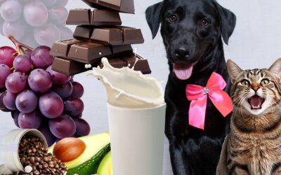 Subea adverte sobre alimentos que podem ser tóxicos para os pets