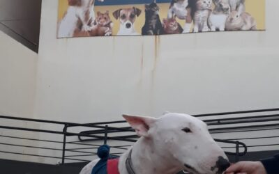Leishmaniose: tratamento adequado garante saúde e qualidade de vida ao pet