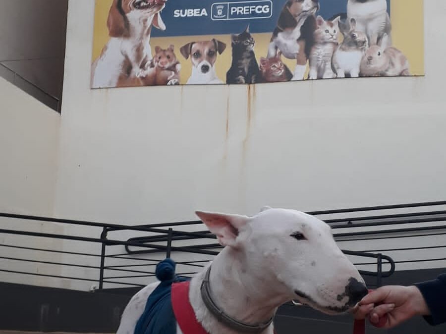 Leishmaniose: tratamento adequado garante saúde e qualidade de vida ao pet