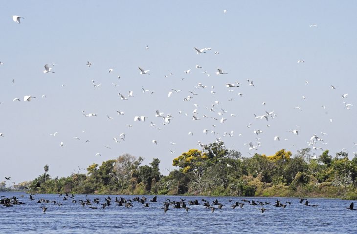 Dia Mundial do Meio Ambiente: Governo de MS e Consulado Geral dos EUA se unem para proteção do Pantanal