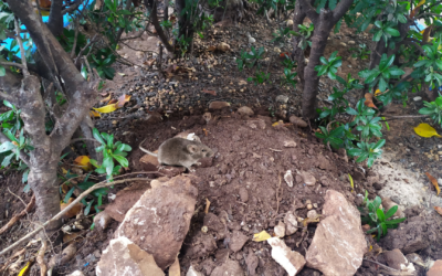 Visitas indesejadas de roedores podem ser evitadas com medidas simples; CCZ orienta