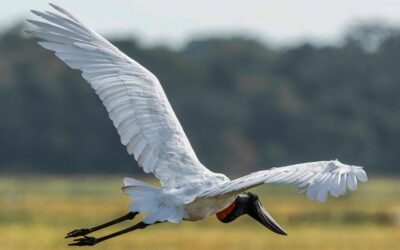 Avistar Brasil: MS participa do maior evento de observação de aves da América Latina