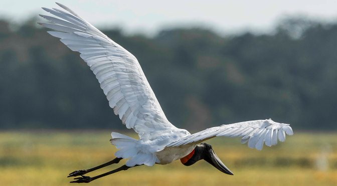 Avistar Brasil: MS participa do maior evento de observação de aves da América Latina