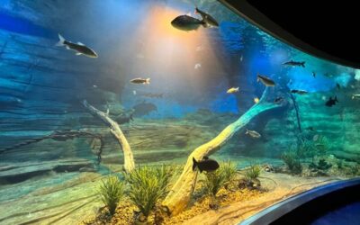 Dia Internacional da Biodiversidade será celebrado com evento no Bioparque Pantanal