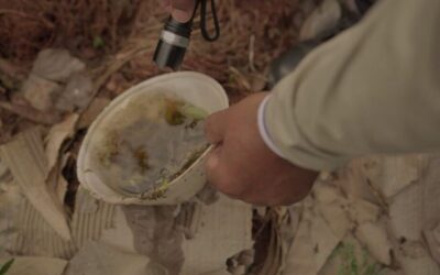 Crescimento da febre Oropouche no país acende alerta em Mato Grosso do Sul