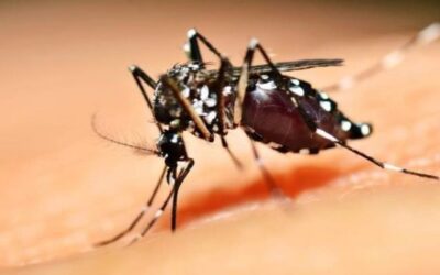 Brasil alcança 3 mil mortes por dengue em 2024, maior número em 24 anos